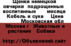 Щенки немецкой овчарки, подрощенные, воспитанные. 4,5 месяца.  Кобель и сука. › Цена ­ 20 000 - Московская обл., Москва г. Животные и растения » Собаки   